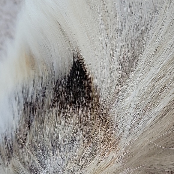 Real festival white fox tail - Picture 3 of 4